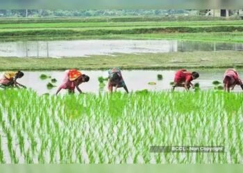 Farmers in Andhra Pradesh facing water scarcity due to deficient rainfall