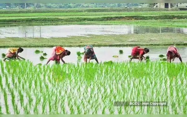 Farmers in Andhra Pradesh facing water scarcity due to deficient rainfall