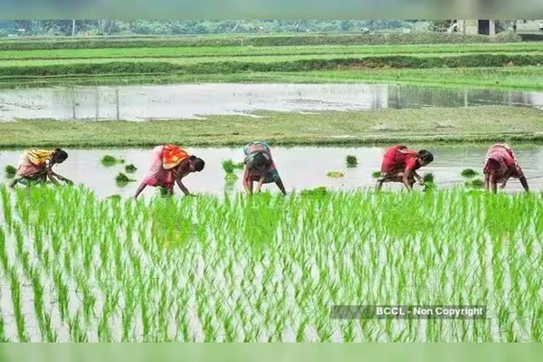 Farmers in Andhra Pradesh facing water scarcity due to deficient rainfall