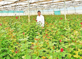 A colorful field of flowers in Rupakheda village, Madhya Pradesh