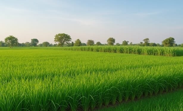Fields of various crops under cultivation in India