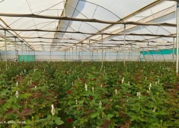 Image of Rupakheda's modern horticulture farm