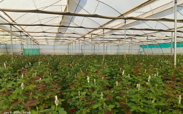 Image of Rupakheda's modern horticulture farm