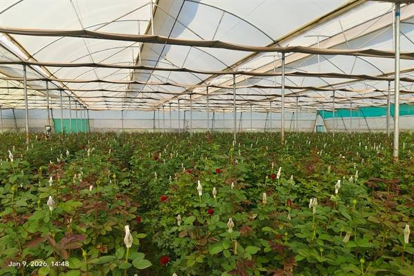 Image of Rupakheda's modern horticulture farm